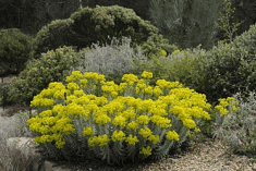 Des images de diff�rentes plantes